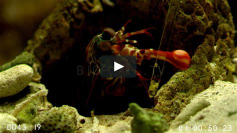 Mantis Shrimp Peacock Mantis Shrimp Strike Slow Motion Showing Cavitation Bubbles Filmed At