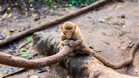 Engineered Monkeys Pass On Autism Like Behaviors To Offspring Iflscience