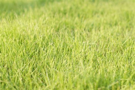 1360x768 Wallpaper Green Grass Spring Fresh Grass Field Peakpx