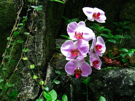 Tropical Rainforest Plants Orchids