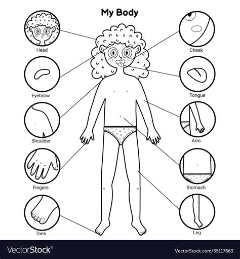 Body Parts Clipart Human Anatomy Set Ubicaciondepersonascdmxgobmx