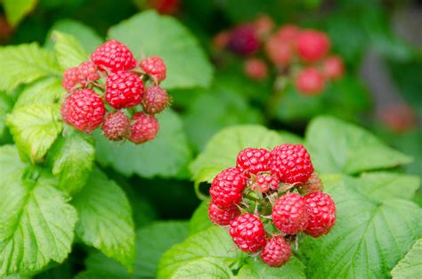 Before planting, soak the roots for an hour or two. How to Prune Raspberry and Blackberry Plants