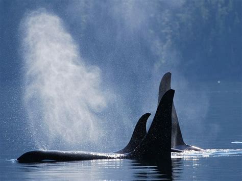 Kayaking With Orcas From Vancouver Island Steppes Travel