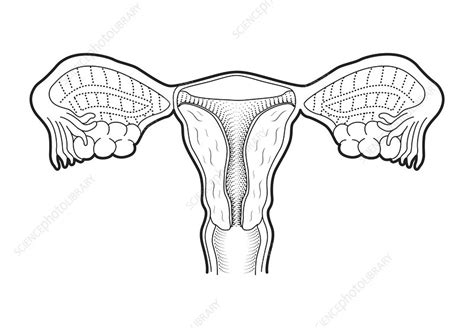 Female Reproductive System Artwork Stock Image C0036270 Science
