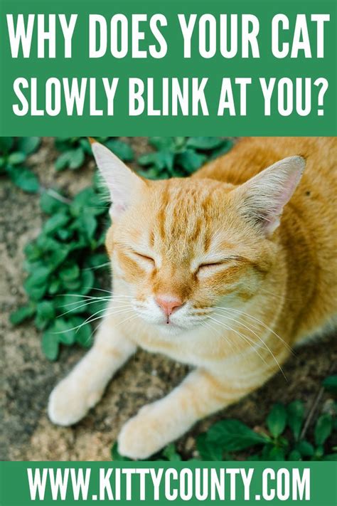 Why Do Cats Slow Blink At You Cat Slow Eye Squinting Explained