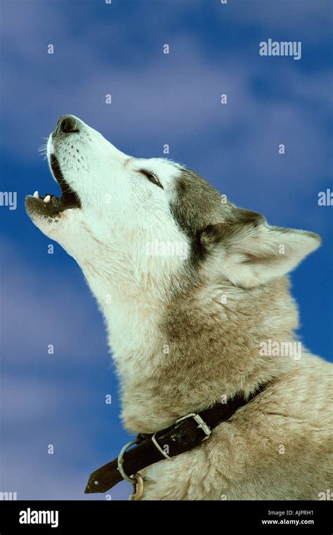 Siberian Husky Howling Stock Photo Alamy