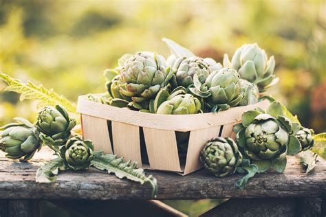 Harvesting Artichokes How And When To Harvest Plantura