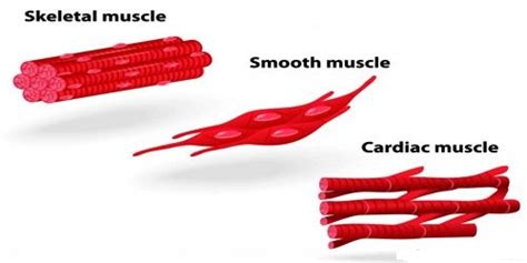 Voluntary Or Striated Muscle Qs Study