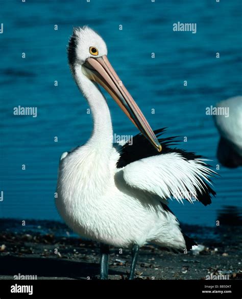 Australian Pelican Pelecanus Conspicillatus Stock Photo Alamy