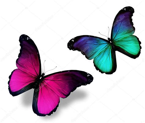 Two Butterflies On White Background — Stock Photo © Suntiger 11813668