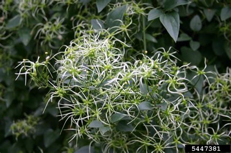 Japanese clematis blooms in the late summer to fall and has a sweet fragrance. sweet autumn virginsbower, Clematis terniflora ...