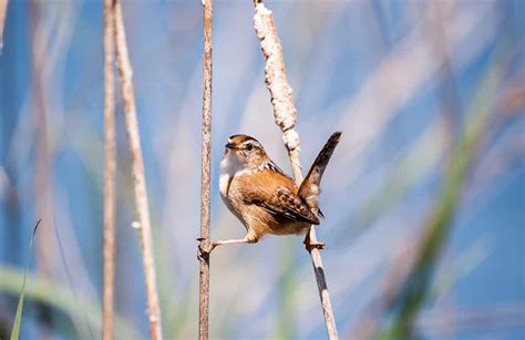12 Impressive Types Of Marsh Birds