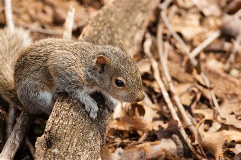 Young Eastern Gray Squirrel — Stock Photo © Luvemak 114786832