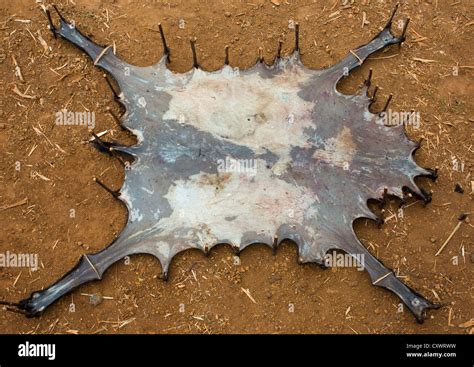 Drying Animal Skin Konso Omo Hi Res Stock Photography And Images Alamy