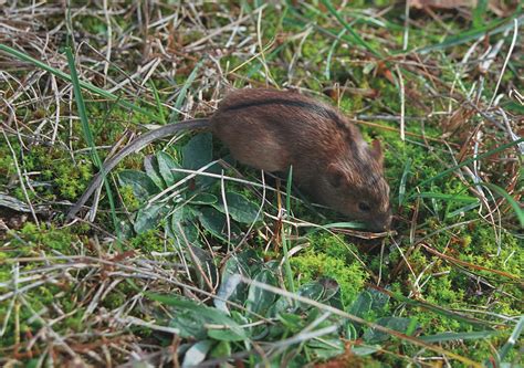 Small Rodents Mice And Voles Species Diversity In Naliboki Forest