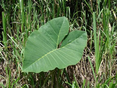 How To Grow Elephant Ear Plants Complete Guide Easy Way To Garden