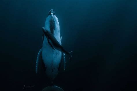 How Do Whales Sleep Underwater These Award Winning Photos Help Explain