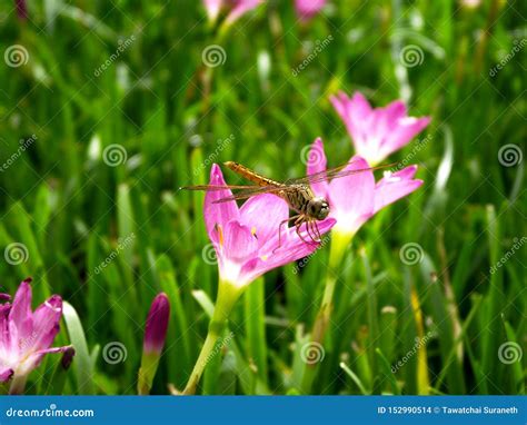 Dragonfly With Pink Flower And Beautiful Background Stock Photo