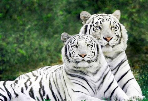 Interesting Information And Facts About White Tiger For Children