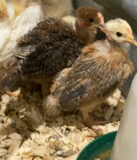 Naked Neck Turken Hatching Eggs Npip Certified Picclick