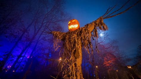 Spooky Scarecrow Forest Pumpkins Hd Halloween Wallpapers Hd