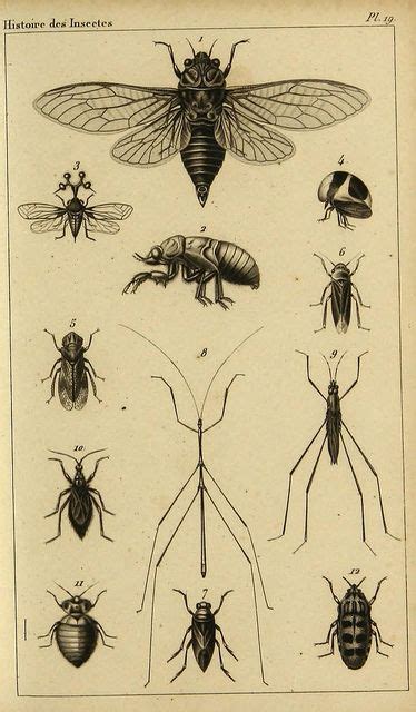 N544w1150 Entomology Art Vintage Poster Art Insect Art