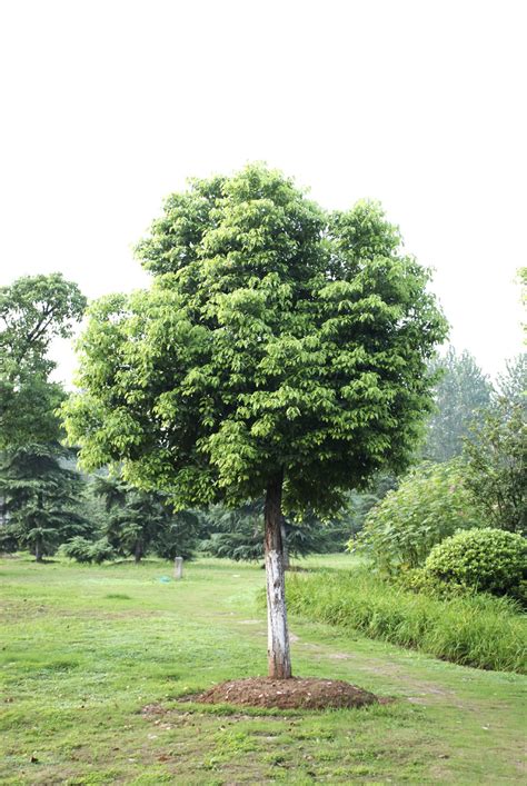 That represents the ratio of nitrogen (n), phosphorus (p) and potassium (k) in the fertilizer—three key nutrients trees need to. Caring For Camphor Tree - How To Grow Camphor Trees In The ...