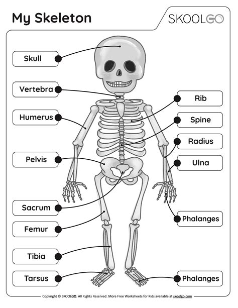 My Skeleton Free Worksheet Skoolgo