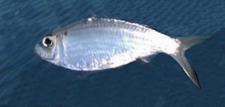 Threadfin Shad | Mexico - Fish, Birds, Crabs, Marine Life, Shells and Terrestrial Life