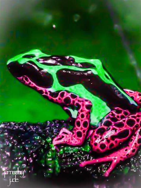 Pink Poisonous Frogs