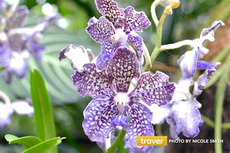 National Orchid Garden In Singapore Singapore Attractions