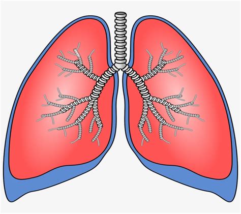 Download Human Lungs Clipart Transparent Png Download Seekpng