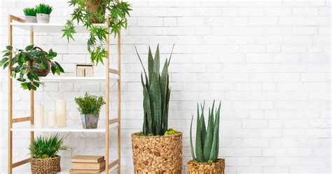 Una pianta giapponese è in grado di rallentare piante giapponesi da interno per what are 11 key features of japanese interior design (con. Piante da interno che purificano l'aria di casa ...