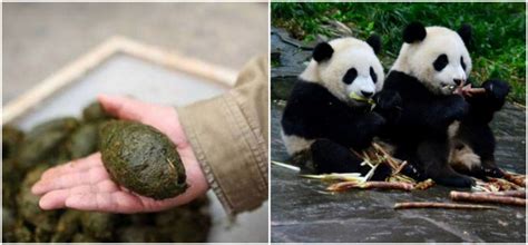 Panda Poop To Be Turned Into Tissues
