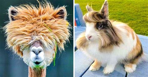 25 Animals Who Rock Their Glorious Hairstyles Bright Side
