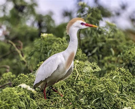 Cattle Egret In Breeding Plumage Charles Patrick Ewing Flickr