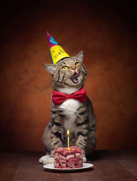 Happy Birthday From The Cats Images Cat Meme Stock Pictures And Photos