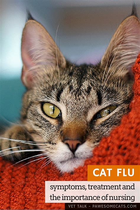 For a start, it's not flu! What causes cat flu? How do cats catch flu? Is cat flu ...
