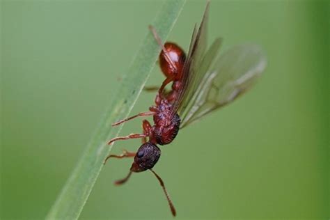 Flying Ant Day When Winged Ants Take Their Nuptial Flight Natural