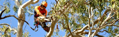 Brisbane Tree Services Expert Tree Lopping Arbor Operations