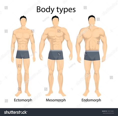 Male Body Types Ectomorph Mesomorph And Royalty Free Stock Vector
