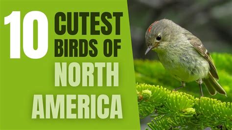 Top 10 Cutest Birds Of North America Youtube In 2022 Cute Birds