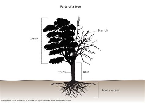 What Is A Tree — Science Learning Hub