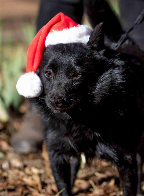 Gold Star Schipperkes - Schipperke Puppies for Sale in Jamul, CA | AKC