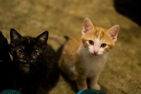 Super Cute Kittens