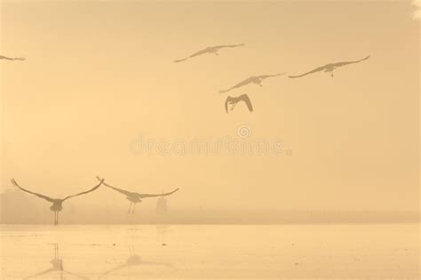 Mist On The Lake At Sunrise Stock Photo Image Of Halloween Shadow