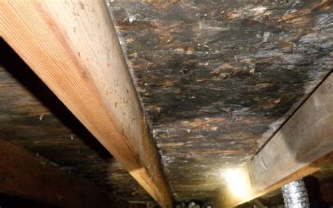 Mold In Your Maryland Home Attic