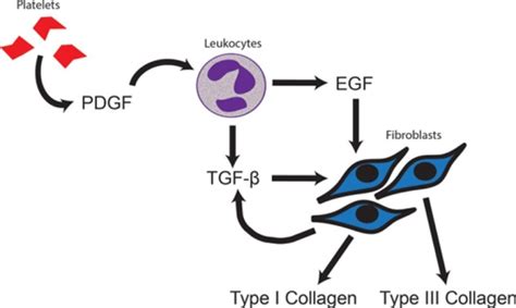 Platelet Derived Growth Factor Pdgf Epidermal Growth Open I