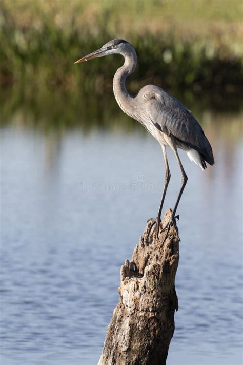Great Blue Heron In Florida Marsh Stock Image Image Of Ardea Great