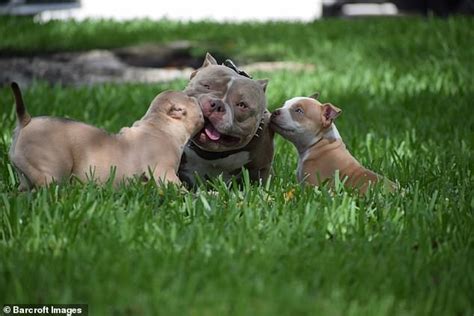 They make for a wonderful family pet. Micro bully dog earns owners $1m-a-year with his perfect ...